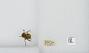 Bombus (Pyrobombus) mixtus