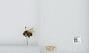 Bombus (Pyrobombus) mixtus
