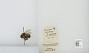 Bombus (Pyrobombus) mixtus