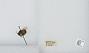 Bombus (Pyrobombus) mixtus