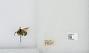 Bombus (Pyrobombus) mixtus