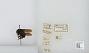 Bombus (Pyrobombus) mixtus