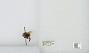 Bombus (Pyrobombus) mixtus