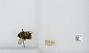 Bombus (Pyrobombus) mixtus