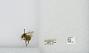 Bombus (Pyrobombus) mixtus