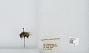 Bombus (Pyrobombus) mixtus