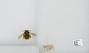 Bombus (Pyrobombus) mixtus