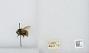 Bombus (Pyrobombus) mixtus