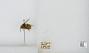 Bombus (Pyrobombus) mixtus