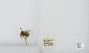 Bombus (Pyrobombus) mixtus
