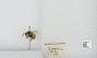 Bombus (Pyrobombus) mixtus