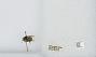 Bombus (Pyrobombus) mixtus