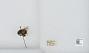 Bombus (Pyrobombus) mixtus