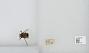 Bombus (Pyrobombus) mixtus