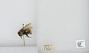Bombus (Pyrobombus) mixtus