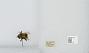 Bombus (Pyrobombus) mixtus
