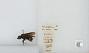 Bombus (Pyrobombus) mixtus