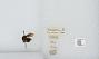 Bombus (Pyrobombus) mixtus