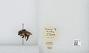 Bombus (Pyrobombus) mixtus