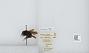 Bombus (Pyrobombus) mixtus