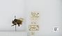 Bombus (Pyrobombus) mixtus