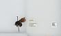 Bombus (Pyrobombus) mixtus