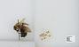 Bombus (Pyrobombus) perplexus