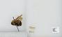 Bombus (Pyrobombus) perplexus