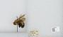 Bombus (Pyrobombus) perplexus