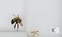 Bombus (Pyrobombus) perplexus