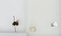 Bombus (Pyrobombus) pratorum