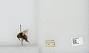 Bombus (Pyrobombus) pratorum