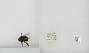 Bombus (Pyrobombus) pratorum
