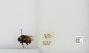 Bombus (Pyrobombus) pratorum