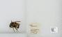 Bombus (Pyrobombus) sitkensis