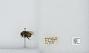 Bombus (Pyrobombus) sitkensis