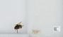 Bombus (Pyrobombus) sitkensis