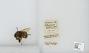 Bombus (Pyrobombus) sitkensis