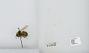 Bombus (Pyrobombus) sitkensis