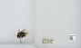 Bombus (Pyrobombus) sitkensis