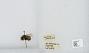 Bombus (Pyrobombus) sitkensis