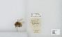 Bombus (Pyrobombus) sitkensis