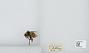 Bombus (Pyrobombus) sylvicola