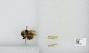 Bombus (Pyrobombus) sylvicola
