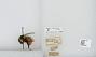 Bombus (Pyrobombus) ternarius