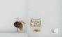 Bombus (Pyrobombus) ternarius
