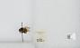 Bombus (Pyrobombus) ternarius