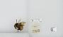 Bombus (Pyrobombus) ternarius