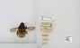 Bombus (Pyrobombus) ternarius
