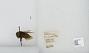 Bombus (Pyrobombus) ternarius
